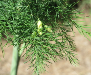 ชื่อวงศ์หน่อไม้ฝรั่ง ASPARAGACEAE พืชสกุลหน่อไม้ฝรั่ง