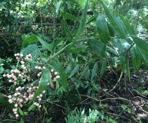 ชนิดของหวาย FLAGELLARIACEAE วงศ์หวายลิงและสกุลหวายลิง