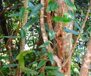 วงศ์ของพืช SMILACACEAE ไม้ล้มลุก ไม้เถาเลื้อย
