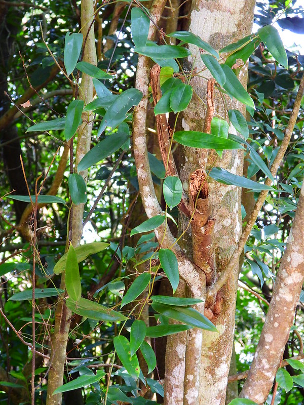 วงศ์หัวยาข้าวเย็น SMILACACEAE หัวยาข้าวเย็น