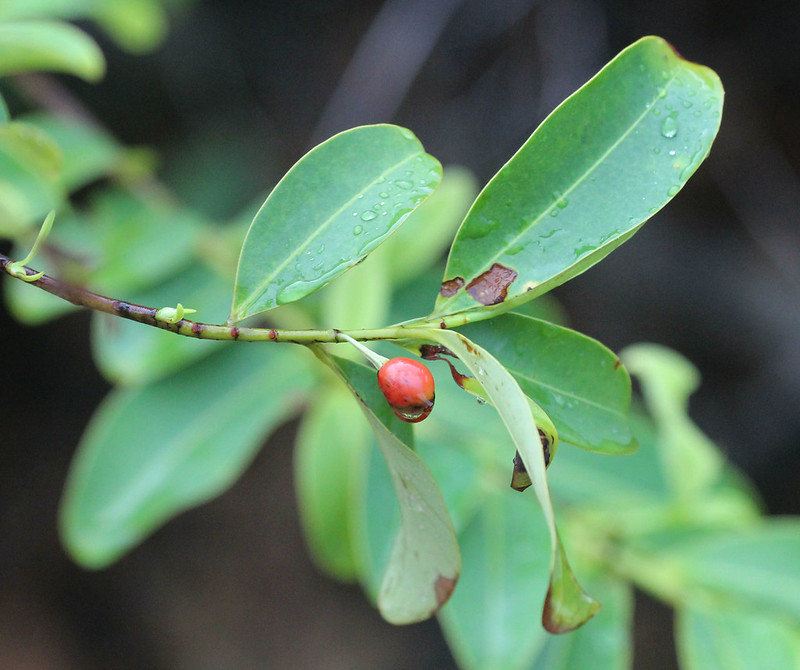 วงศ์ไกรทอง ERYTHROXYLACEAE หุ้นไห้