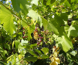 ชื่อวงศ์ วงศ์องุ่น VITACEAE ไม้เลื้อยเนื้อแข็ง มีมือเกาะตรงข้ามใบ
