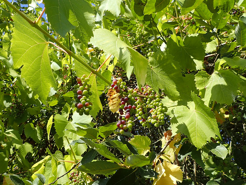 ชื่อวงศ์ วงศ์องุ่น VITACEAE องุ่น