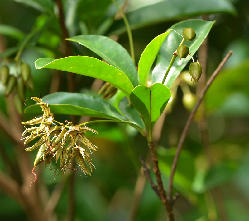 วงศ์อาศัย IXONANTHACEAE อาศัย