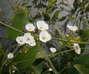 ชื่อวงศ์ ALISMATACEAE วงศ์ขาเขียด  ลำต้นมักมีเหง้าใต้ดิน