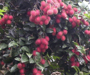 วงศ์เงาะ SAPINDACEAE ผลมักเป็นตุ่มขรุขระหรือมีขนคลุม