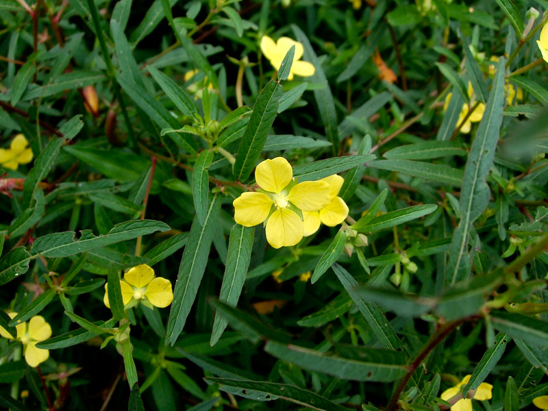 วงศ์พญารากดำ POLYGONACEAE เทียนนา