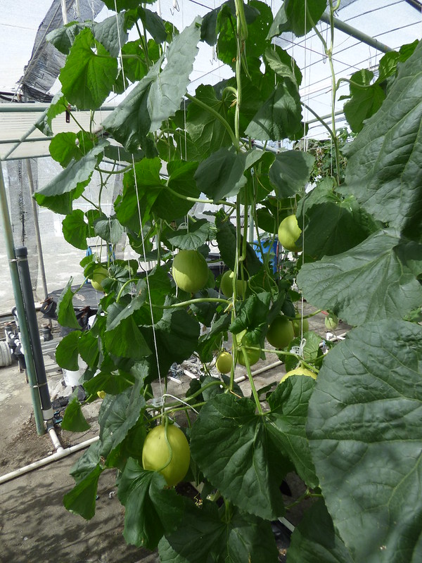 วงศ์แตง CUCURBITACEAE เมล่อน