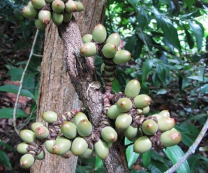 วงศ์เมื่อย GNETACEAE พืชวงศ์เมื่อย ลำต้นและกิ่งมีข้อโปนเด่นชัด