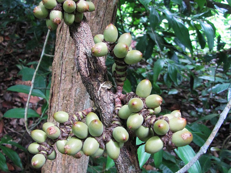 วงศ์เมื่อย GNETACEAE เมื่อยดูก