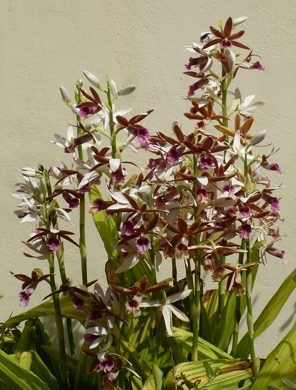 วงศ์ของพืช ORCHIDACEAE วงศ์กล้วยไม้ เอื้องพร้าว