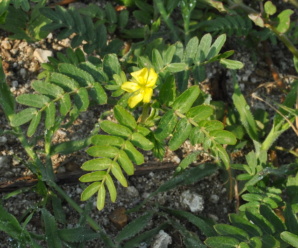 วงศ์ของพืช วงศ์โคกกระสุน ZYGOPHYLLACEAE