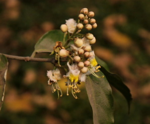 โนรา MALPIGHIACEA วงศ์โนรา เป็นไม้พุ่มหรือไม้เถาเนื้อแข็ง มีขนปกคลุม