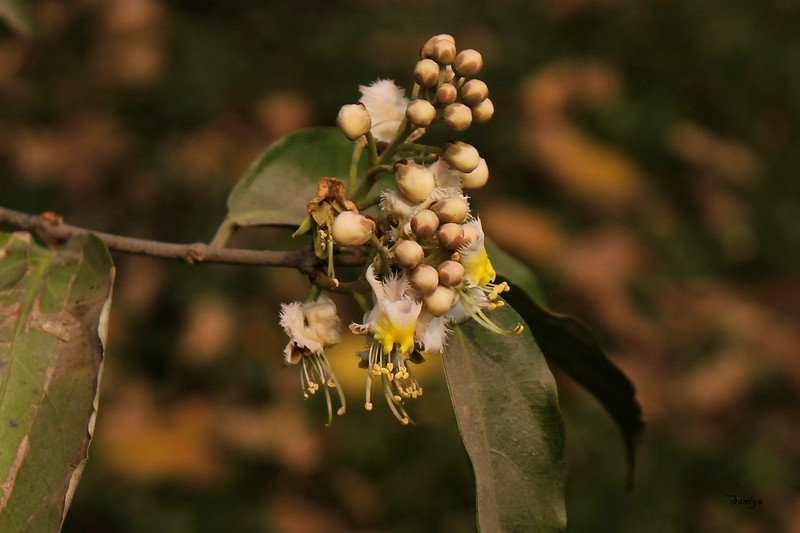 วงศ์โนรา MALPIGHIACEA โนรา