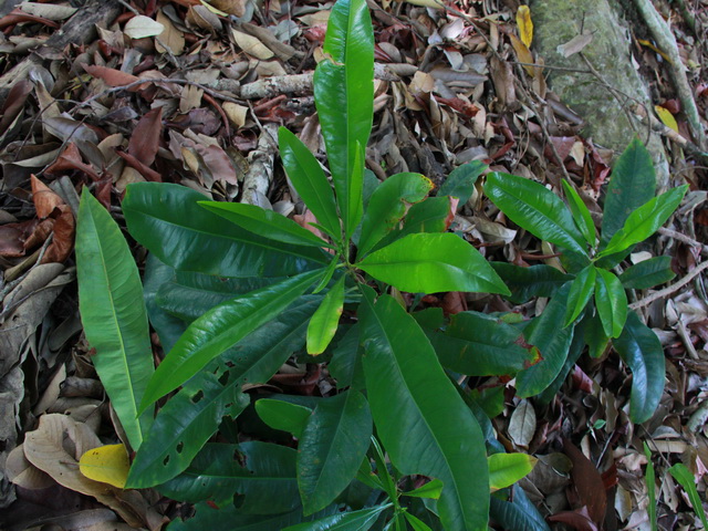 ใบเดี่ยว ต้นอาศัย ชื่อวิทยาศาสตร์ IXONANTHACEAE ใบอาศัย