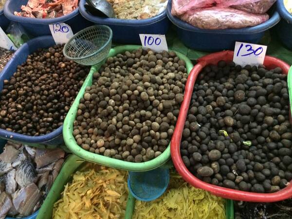 สมภพพลาซ่า ร้านของป่า
