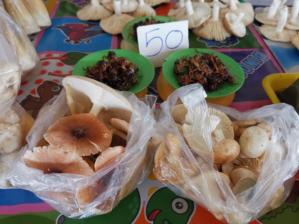 ตลาดเทศบาลตำบลด่านซ้าย ร้านของป่า