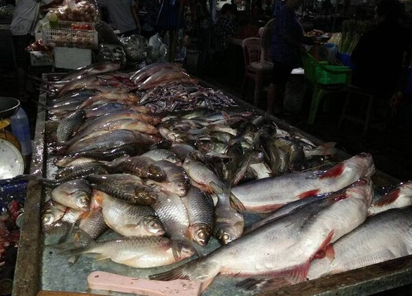 ตลาดสดภาษีซุง ตลาดสด ชัยนาท ร้านขายปลา
