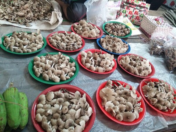 ตลาดสด อุบลราชธานี ตลาดสดเทศบาลตำบลน้ำยืน ร้านเห็ด