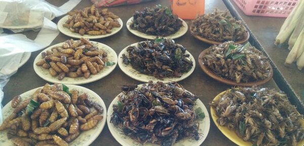 ตลาดสดร้อยเอ็ด ร้านแมลงทอด