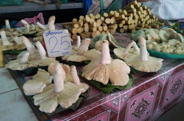 กาดเจดีย์แม่ครัว ตลาดสดเชียงใหม่ ร้านของป่า