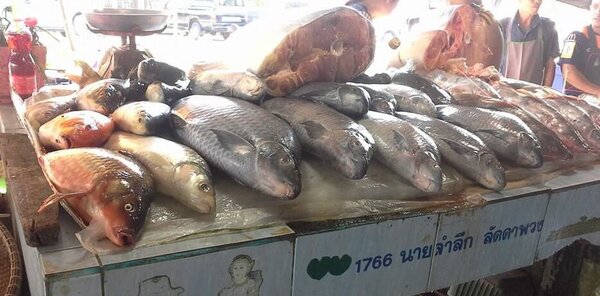 ตลาดสดอุตรดิตถ์ ตลาดสดวังสีสูบ ร้านปลา