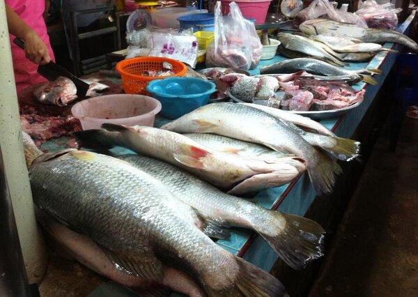 ตลาดสดมหาราช ตลาดเช้ากระบี่ ร้านปลาสด