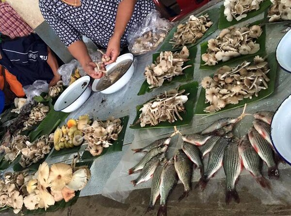 ตลาดเช้าสกลนคร ตลาดสดเทศบาล 1 ร้านเห็ด
