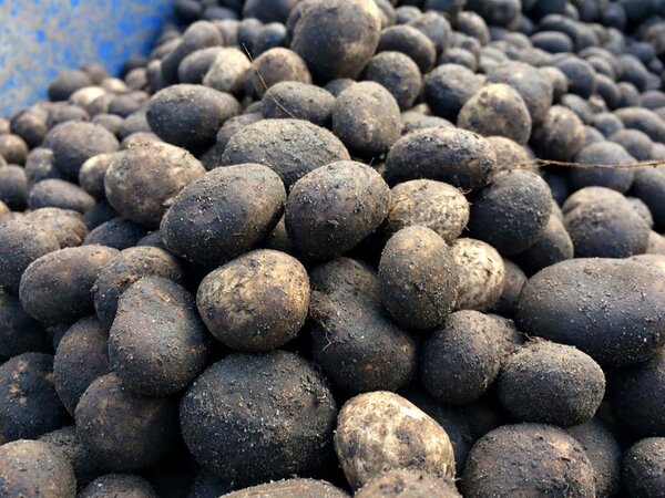 ตลาดแม่ฟ้าหลวง เห็ดเผาะ
