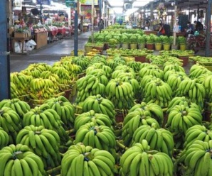 ตลาดผักค้าส่ง ตลาดไท จ.ปทุมธานี ใกล้องค์การส่งเสริมกิจการโคนมแห่งประเทศไทย (อ.ส.ค.)