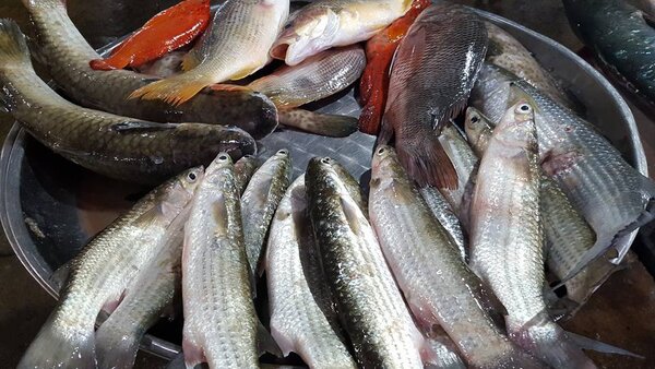 ตลาดสดเมืองชุมพร ตลาดสดเทศบาลเมืองชุมพร ร้านปลาสด