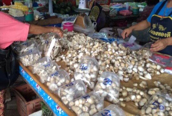 ตลาดสดสระแก้ว ตลาดสดเทศบาลตำบลวังน้ำเย็น ร้านเห็ด