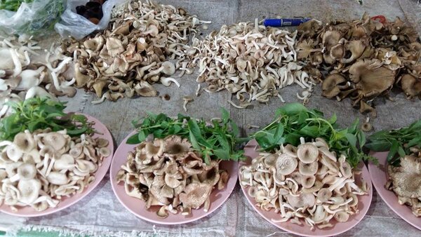 ตลาดสดสกลนคร ร้านเห็ด
