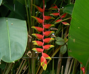 วงศ์พืช ไม้ดอกเขตร้อน วงศ์ธรรมรักษา HELICONIACEAE ลำต้นเหนือดิน