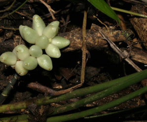 วงศ์นางแลว CONVALLARIACEAE เป็นพืชที่มีเหง้าหรือมีหัว