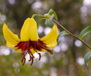 วงศ์แตรวง LILIACEAE ปลูกเป็นไม้ประดับ ดอกเป็นช่อหรือดอกเดี่ยว