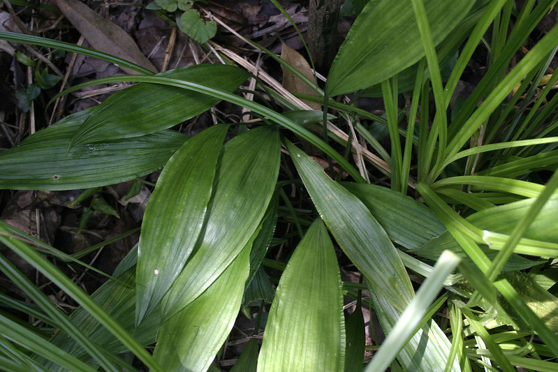 ต้นนางแลว วงศ์ของพืช นางแลว CONVALLARIACEAE ต้นนางแลว