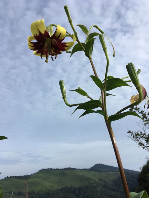 ต้นแตรวง วงศ์แตรวง LILIACEAE ต้นแตรวง