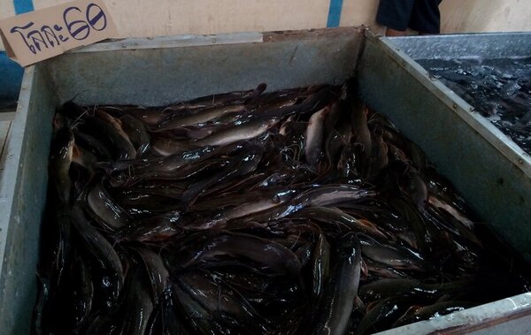 ตลาดสดเทศบาลตำบลโพนสา ร้านปลาสด