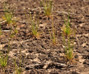 วงศ์กระดุมเงิน ERIOCAULACEAE ไม้ล้มลุกอายุปีเดียวหรือหลายปี ไม่มีลำต้น มีเหง้าหรือมีไหล