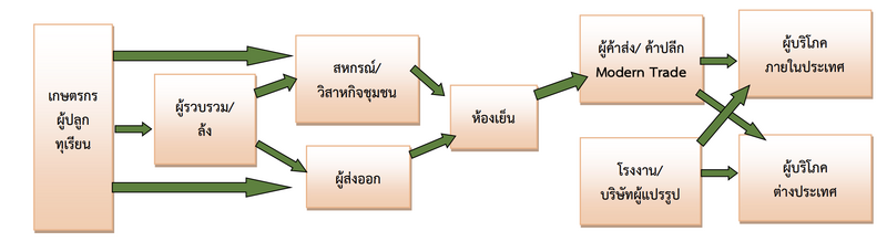 ส่งออกทุเรียน ห่วงโซ่อุปทาน
