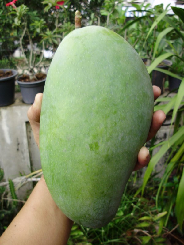 จินหวง