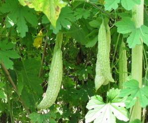 มะระ มะระจีน ภาษาอังกฤษเรียก Bitter Gourd  ความแตกต่างมะระจีนและมะระไทย