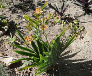 วงศ์ของพืช ว่านแม่ยับ IRIDACEAE ไม้ล้มลุกมีเหง้าหรือหัวใต้ดิน