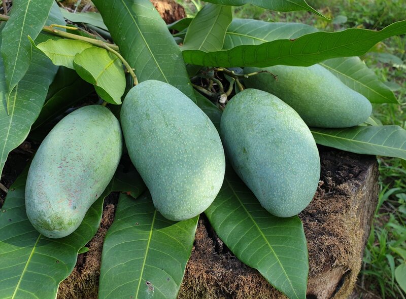เขียวเสวย