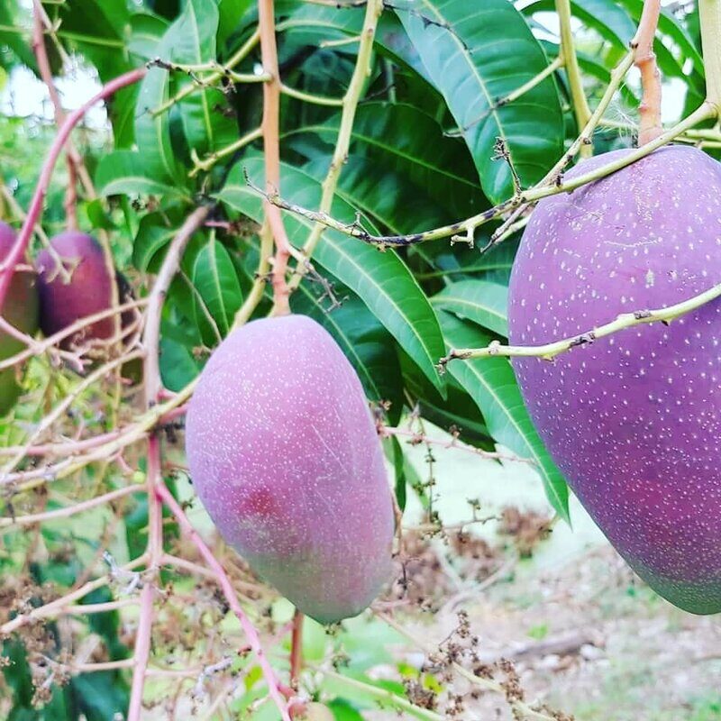 แดงจักรพรรดิ์