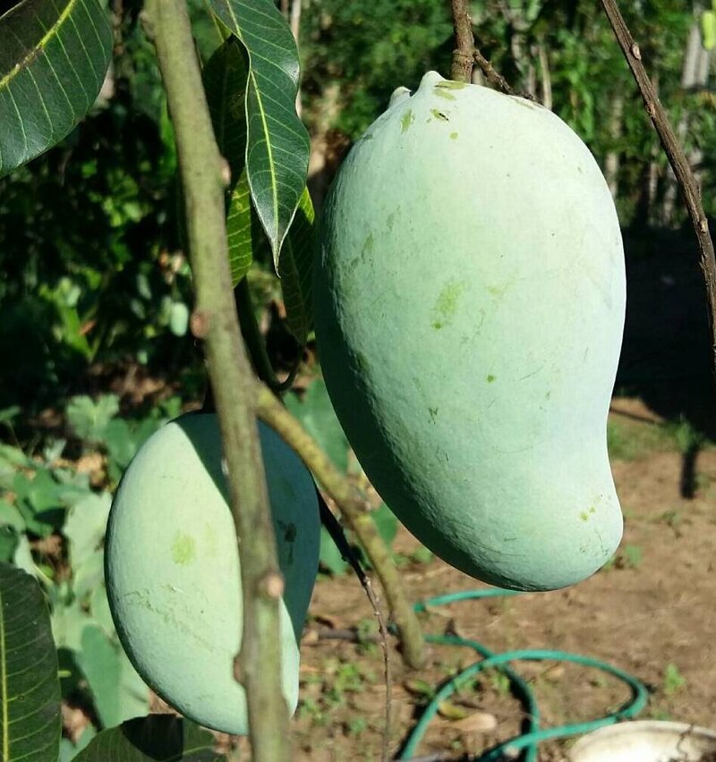 แรด