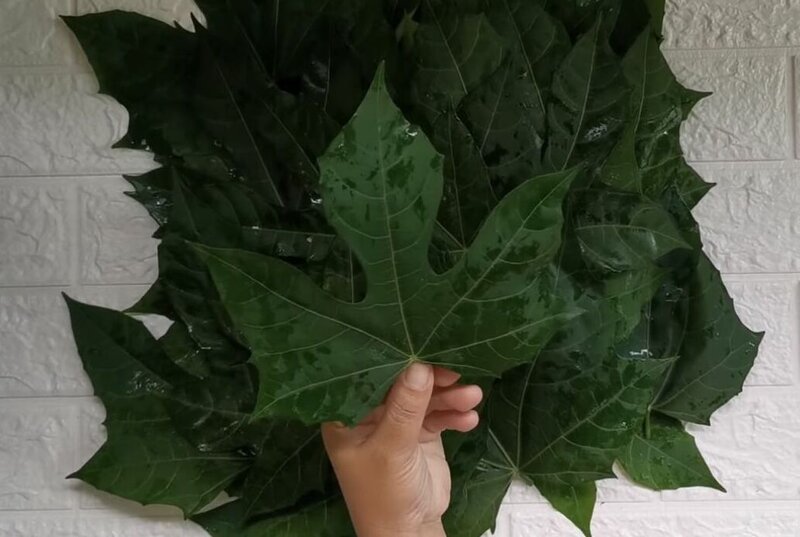 ใบไชยา
