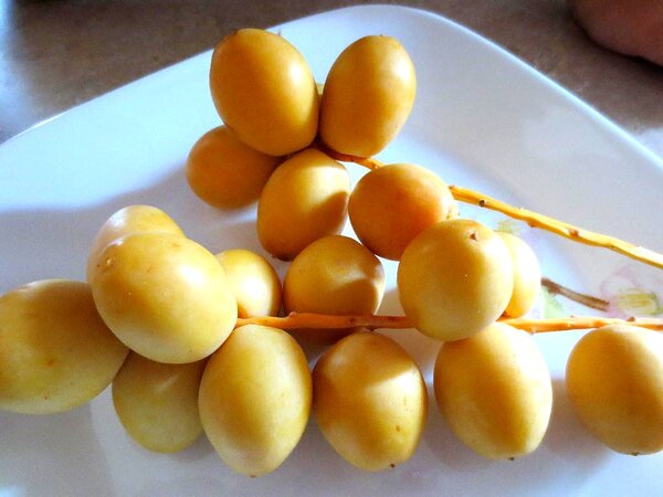 อินทผาลัมสด วิธีเก็บ ผลอินทผาลัมสด