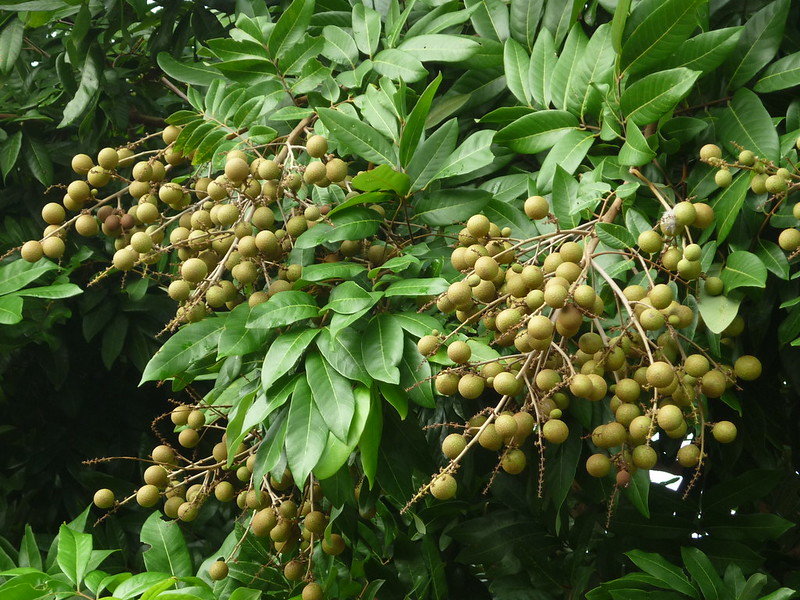 ลำไย